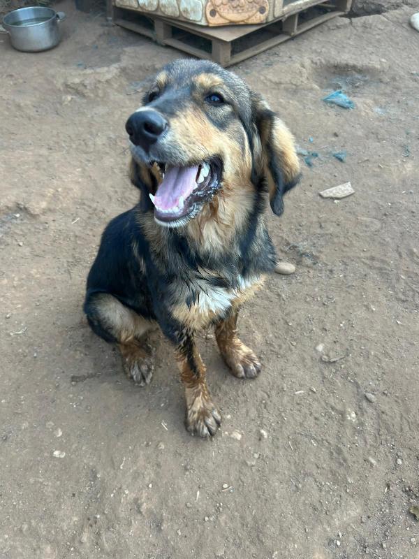 “Argo, il Cucciolo che Aspetta il Suo Lieto Fine” 🐾 Foto 3